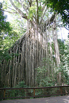 Amazing Australian Trees and Where to Find Them