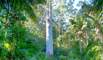 Amazing Australian Trees and Where to Find Them