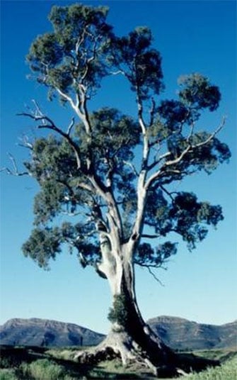 Amazing Australian Trees and Where to Find Them