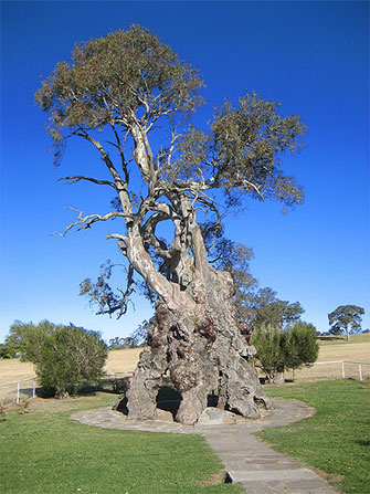 Amazing Australian Trees and Where to Find Them
