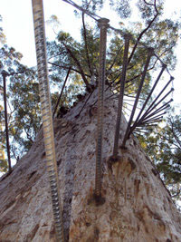 Amazing Australian Trees and Where to Find Them