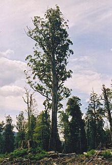 Amazing Australian Trees and Where to Find Them