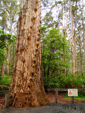 Amazing Australian Trees and Where to Find Them