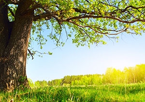 shutterstock_73827871
