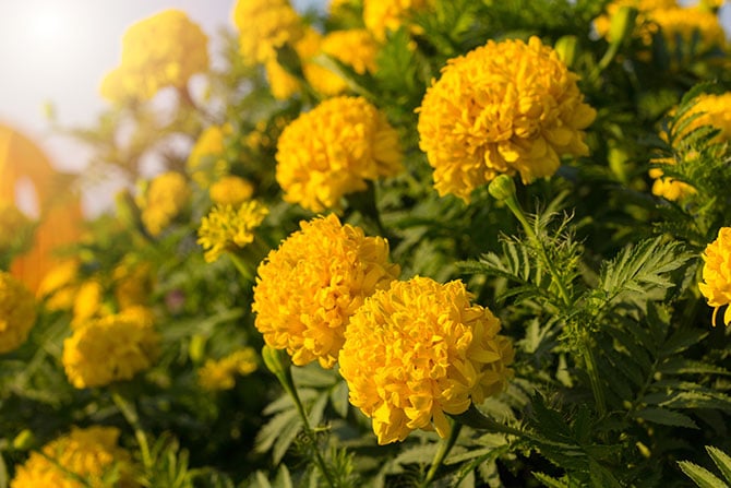 shutterstock_354507545