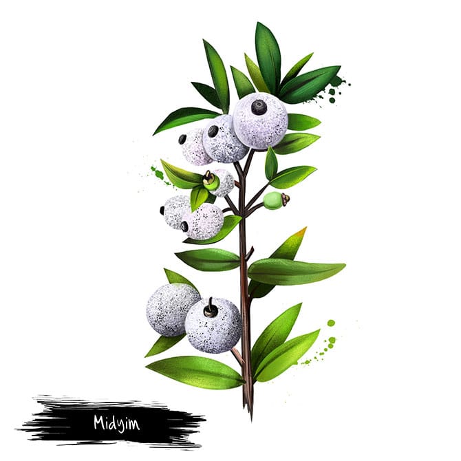 treescience---Therapeutic-Uses-(2)
