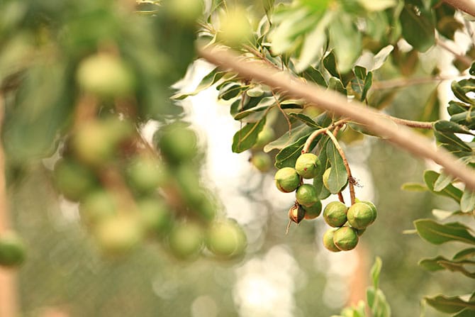 treescience---Therapeutic-Uses-(7)