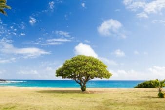 A protected significant landscape tree