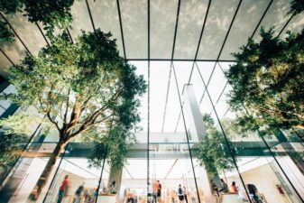 Transplanted trees in an atrium