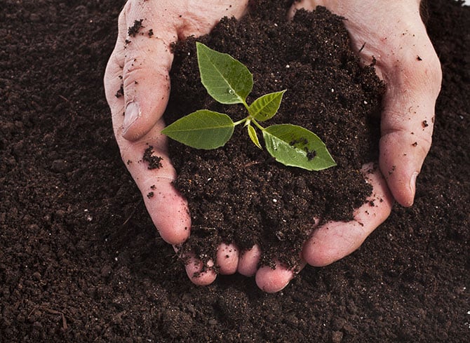 Cupped hands hold some healthy soil with a plant growing in the middle