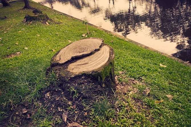 A fresh tree stump remains after a tree is felled